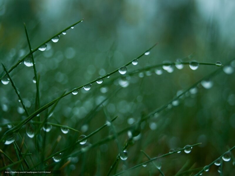 Dew drops on grass blades