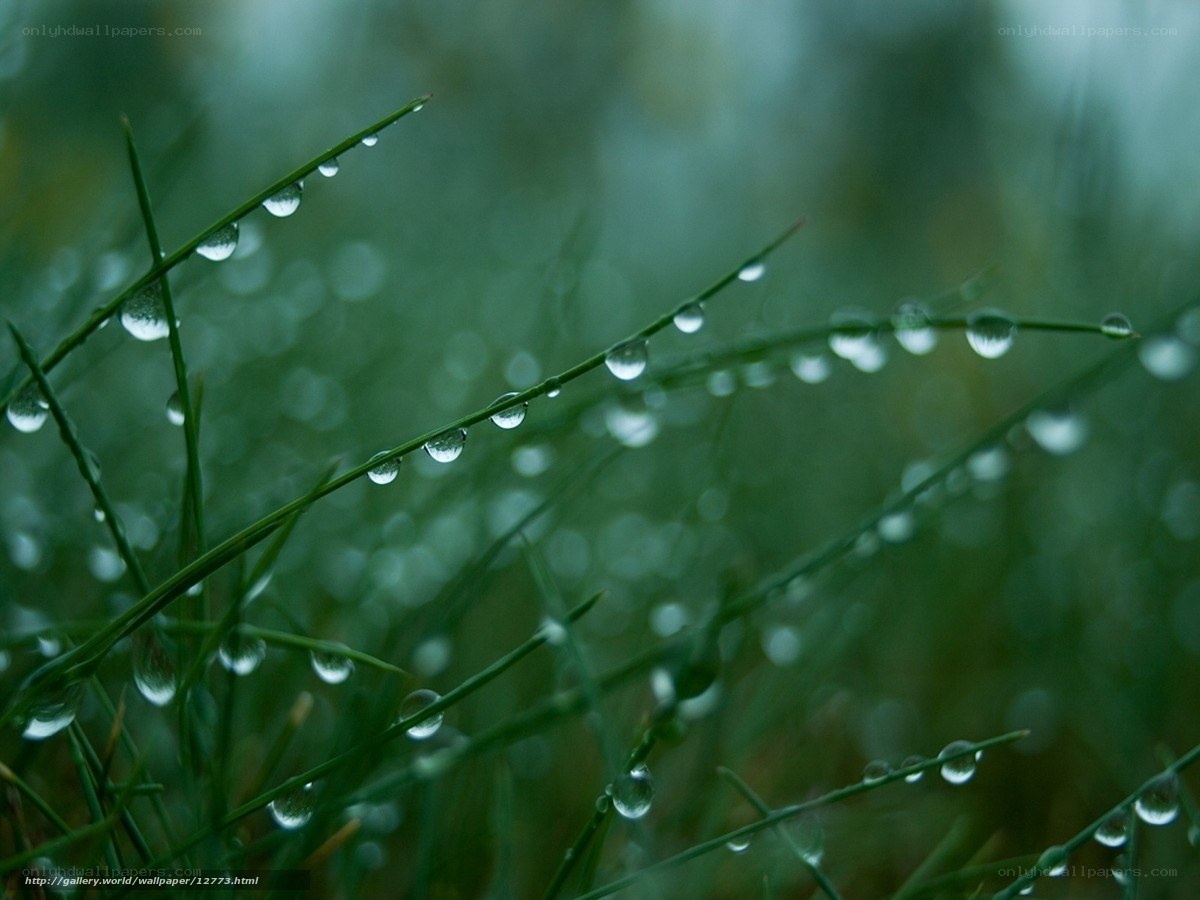 Dew drops on grass blades