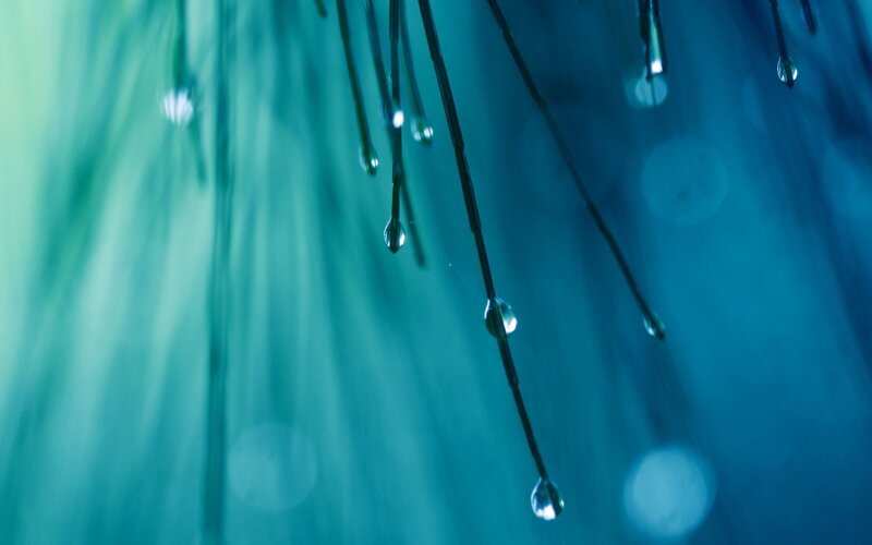 Dew Drops on Grass — Blue, Serene, Morning, Photograph