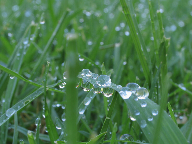 Dew Drops on Grass — Green, Calm
