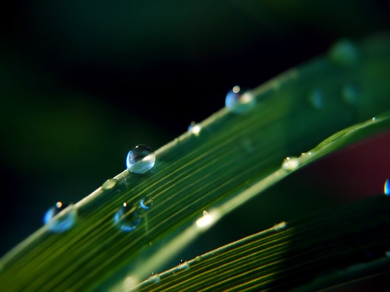 Dew Drops on Grass — Green, Serene, Morning, Photograph, Black
