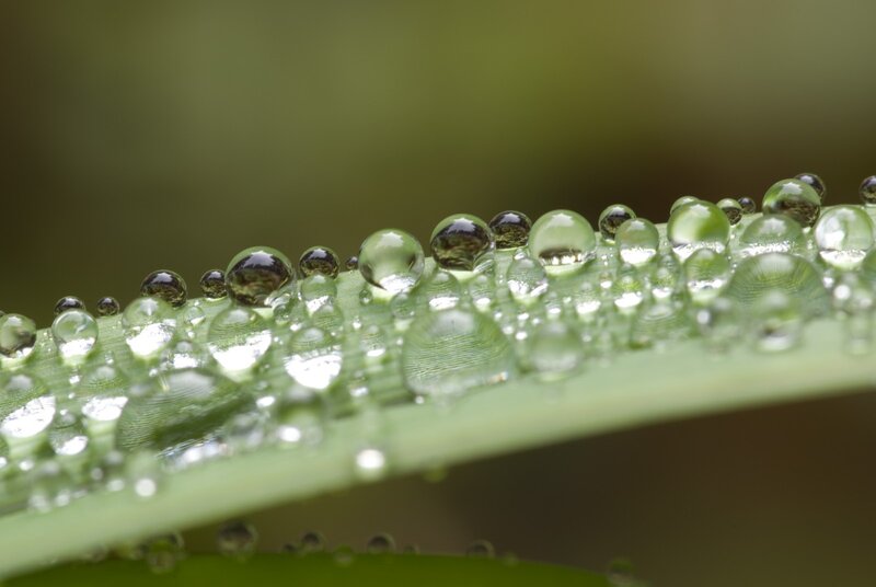 Dew Drops on Grass — Green, Serene, Morning