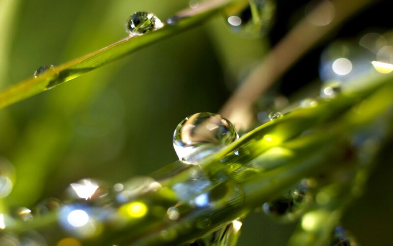 Dew Drops on Grass — Green, Serene