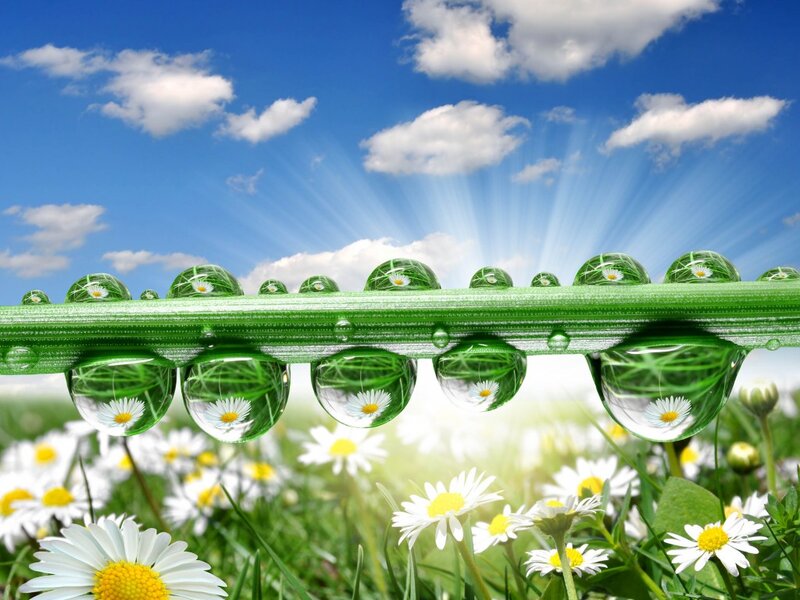 Dew Drops on Grass — Green