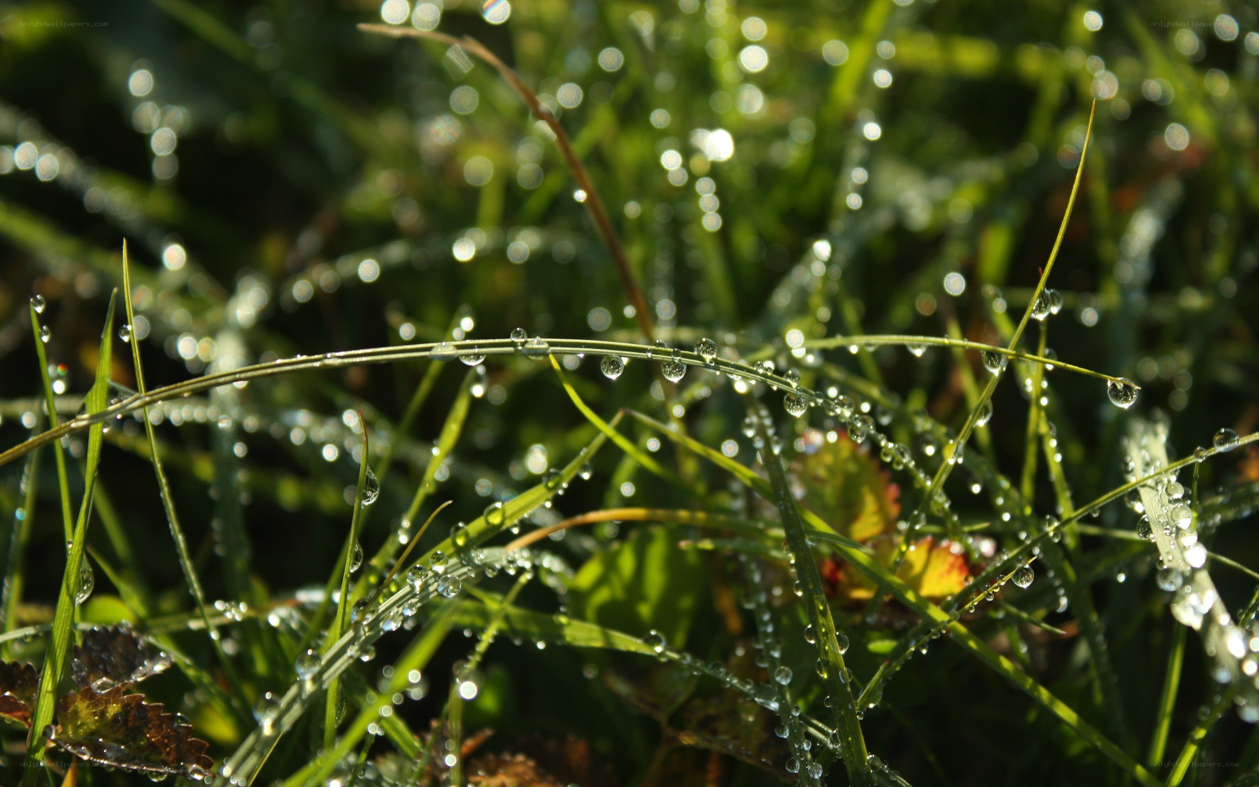 Dew drops on grass in sunlight