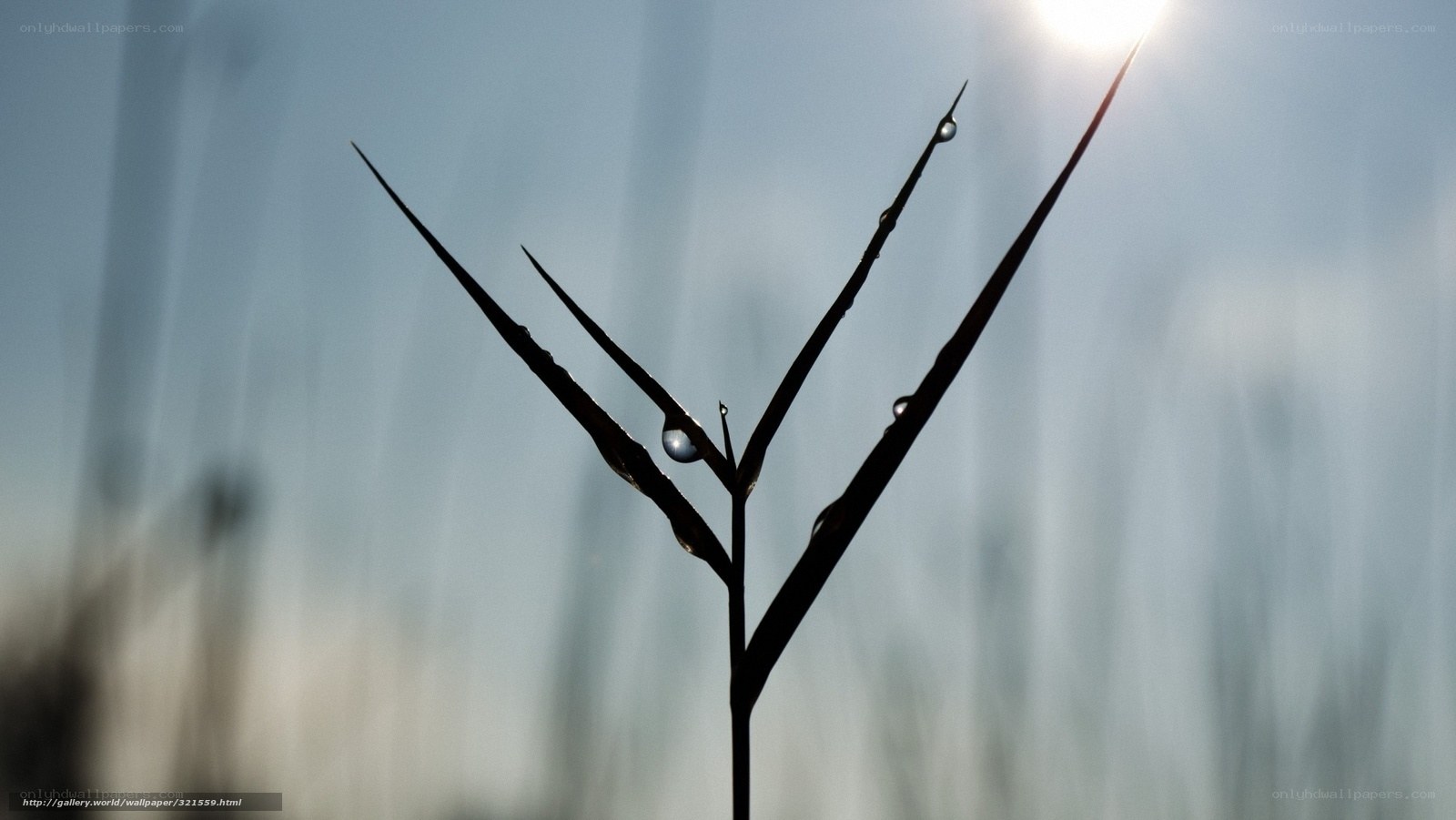 Dew drops on grass silhouette