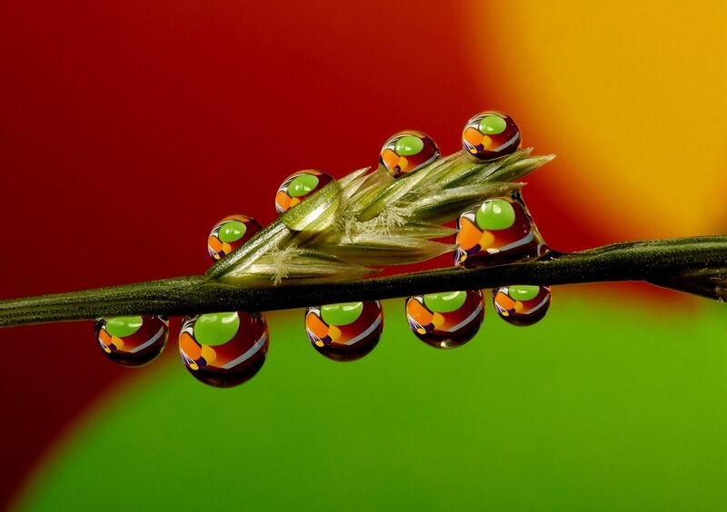 Dew drops on grass stem