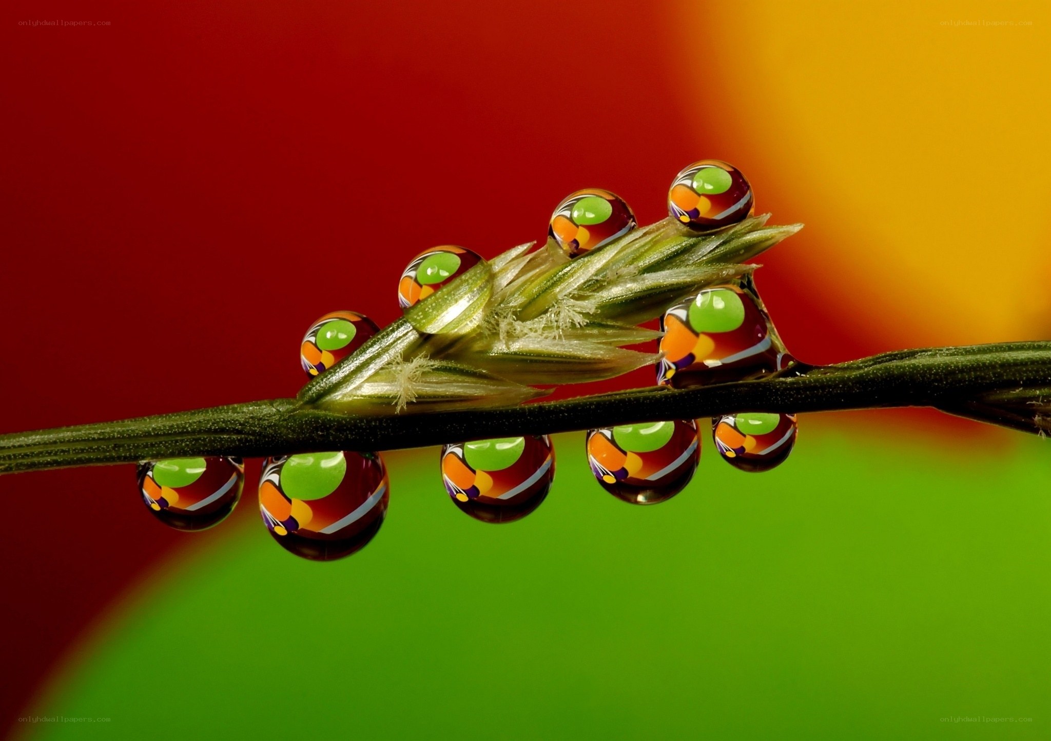 Dew drops on grass stem