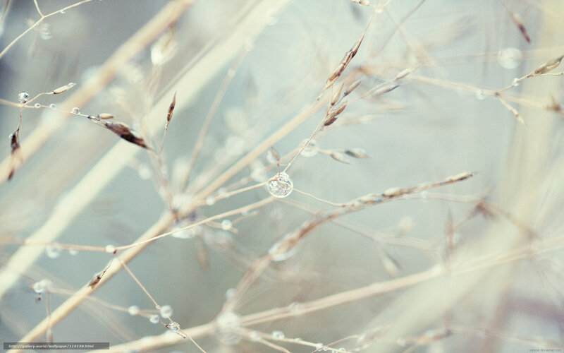 Dew drops on grass stems
