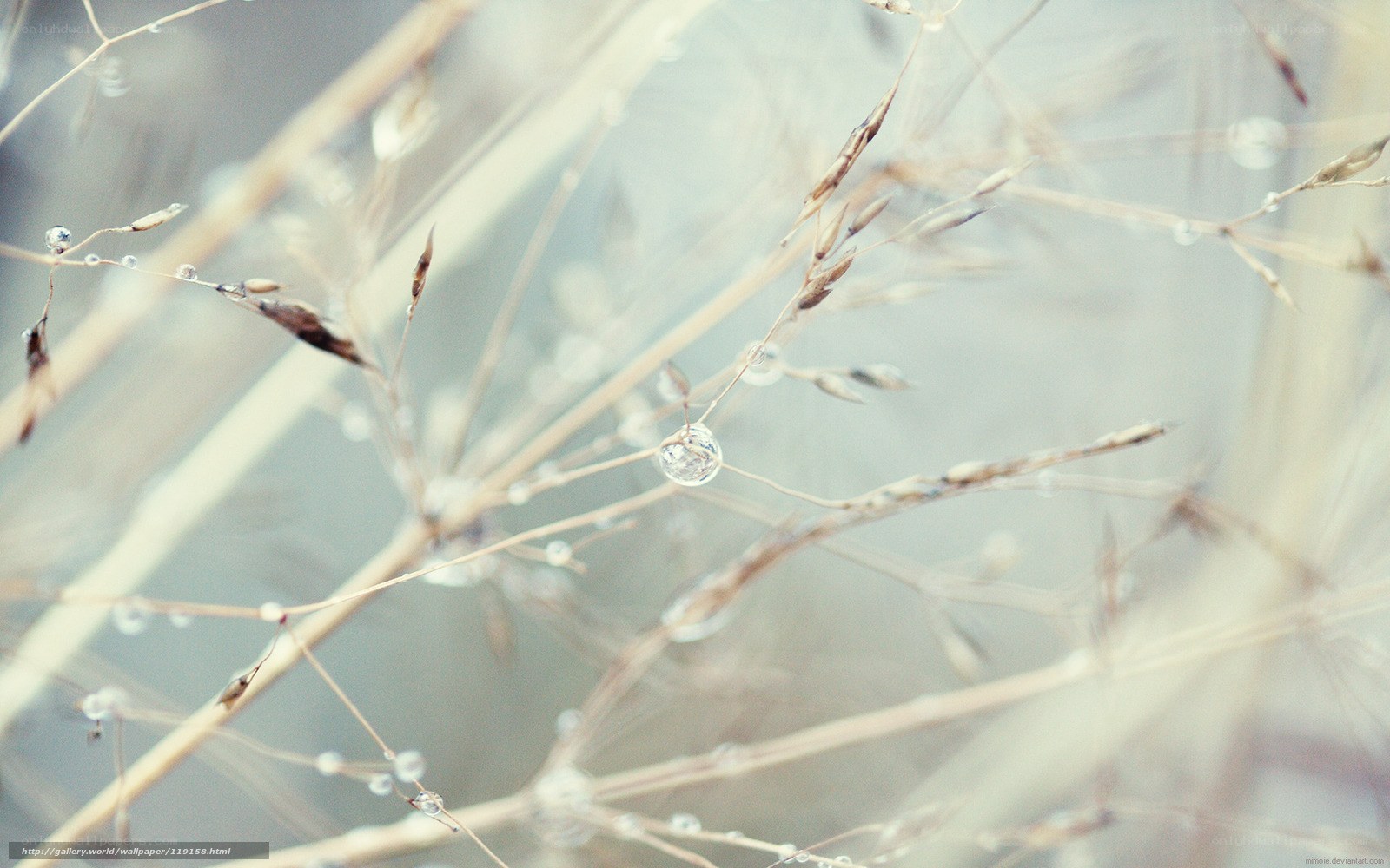 Dew drops on grass stems