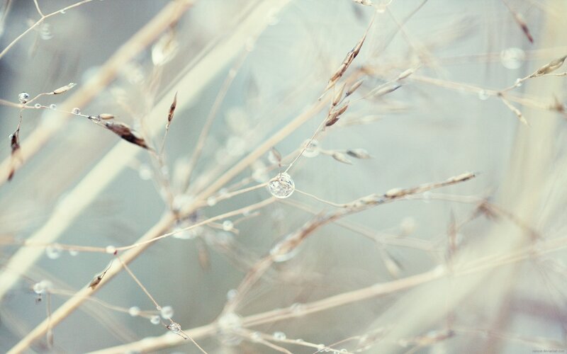 Dew Drops on Grass — White