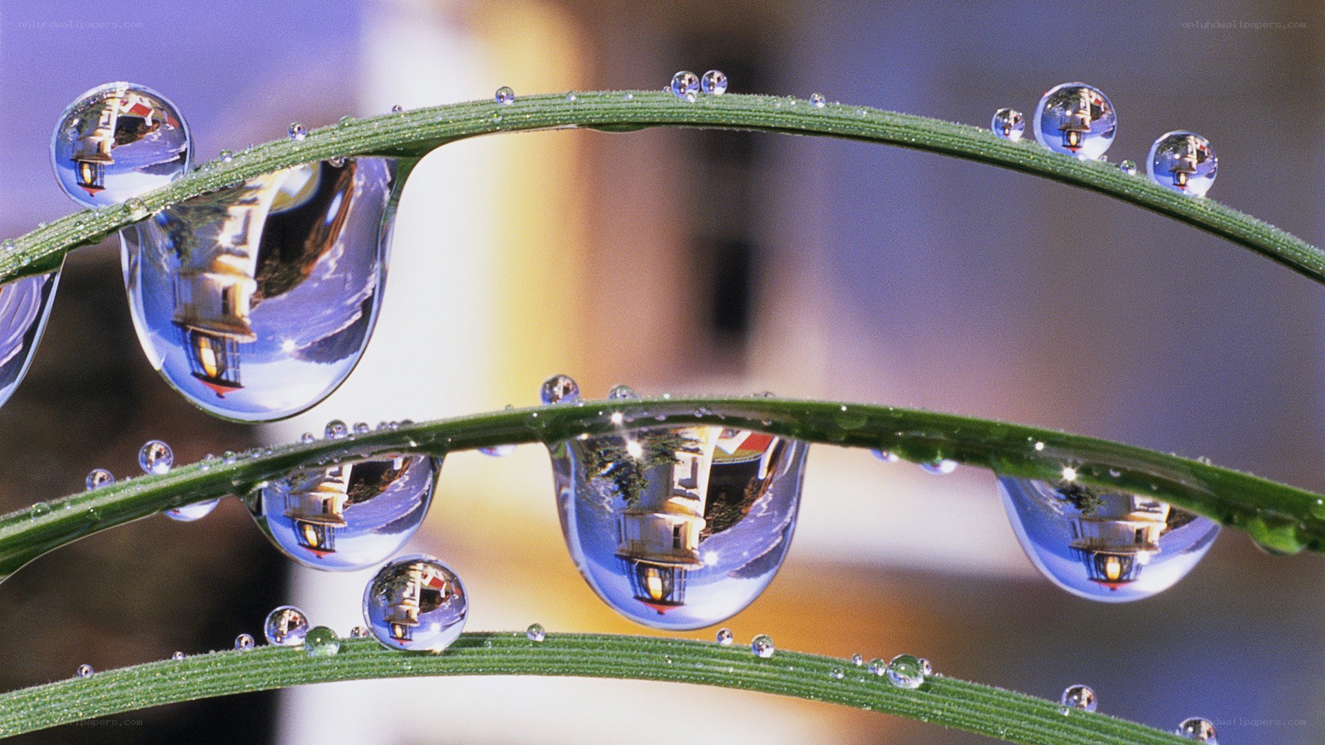 Dew drops on grass with lighthouse reflection