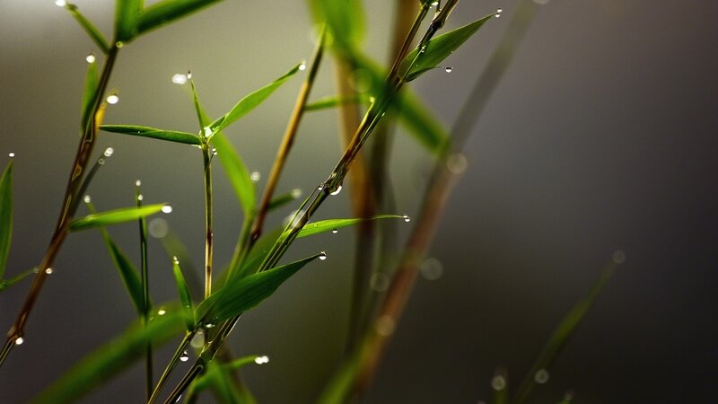 Dew drops on green bamboo