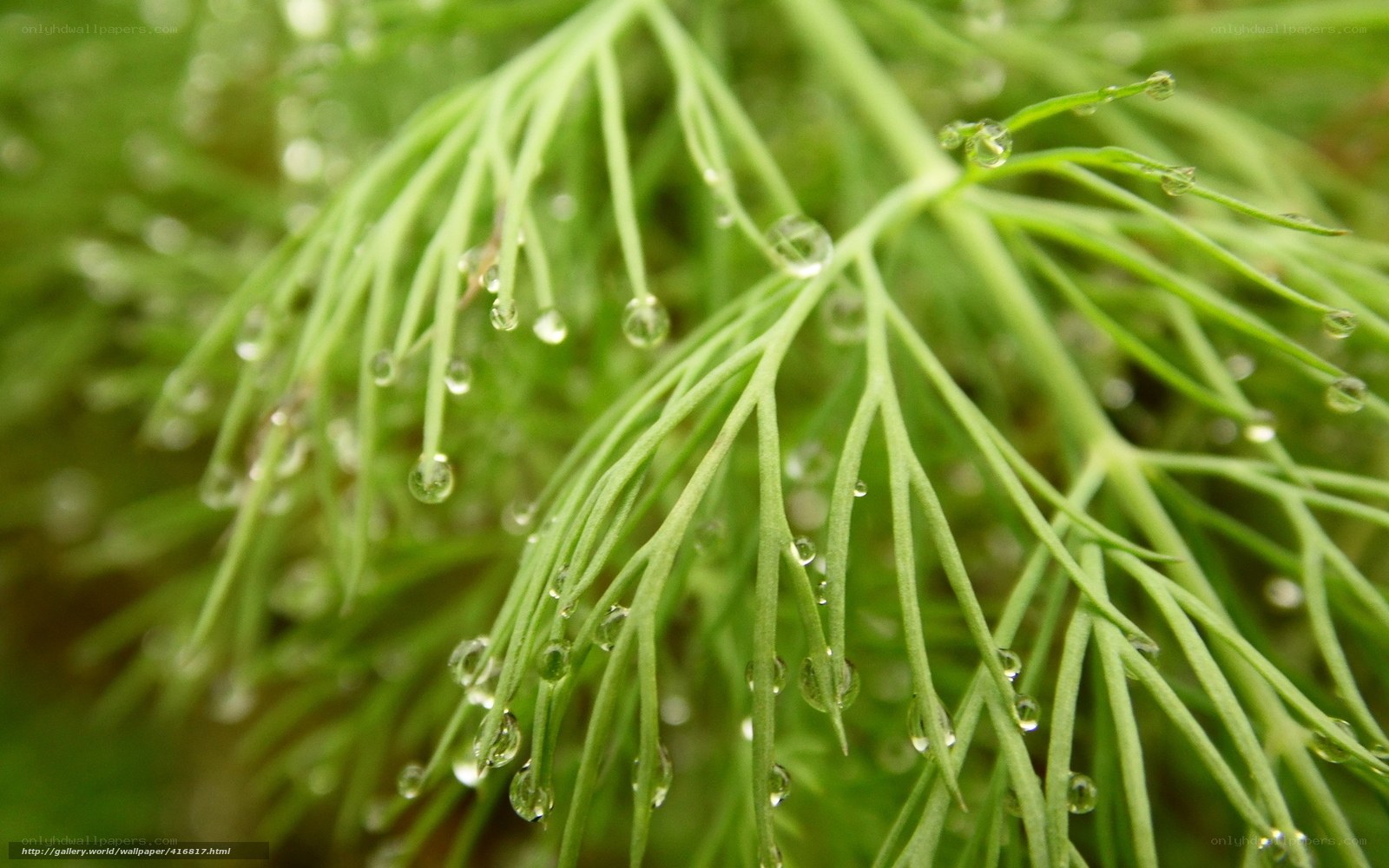 Dew drops on green foliage