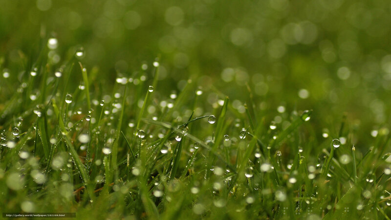 Dew drops on green grass