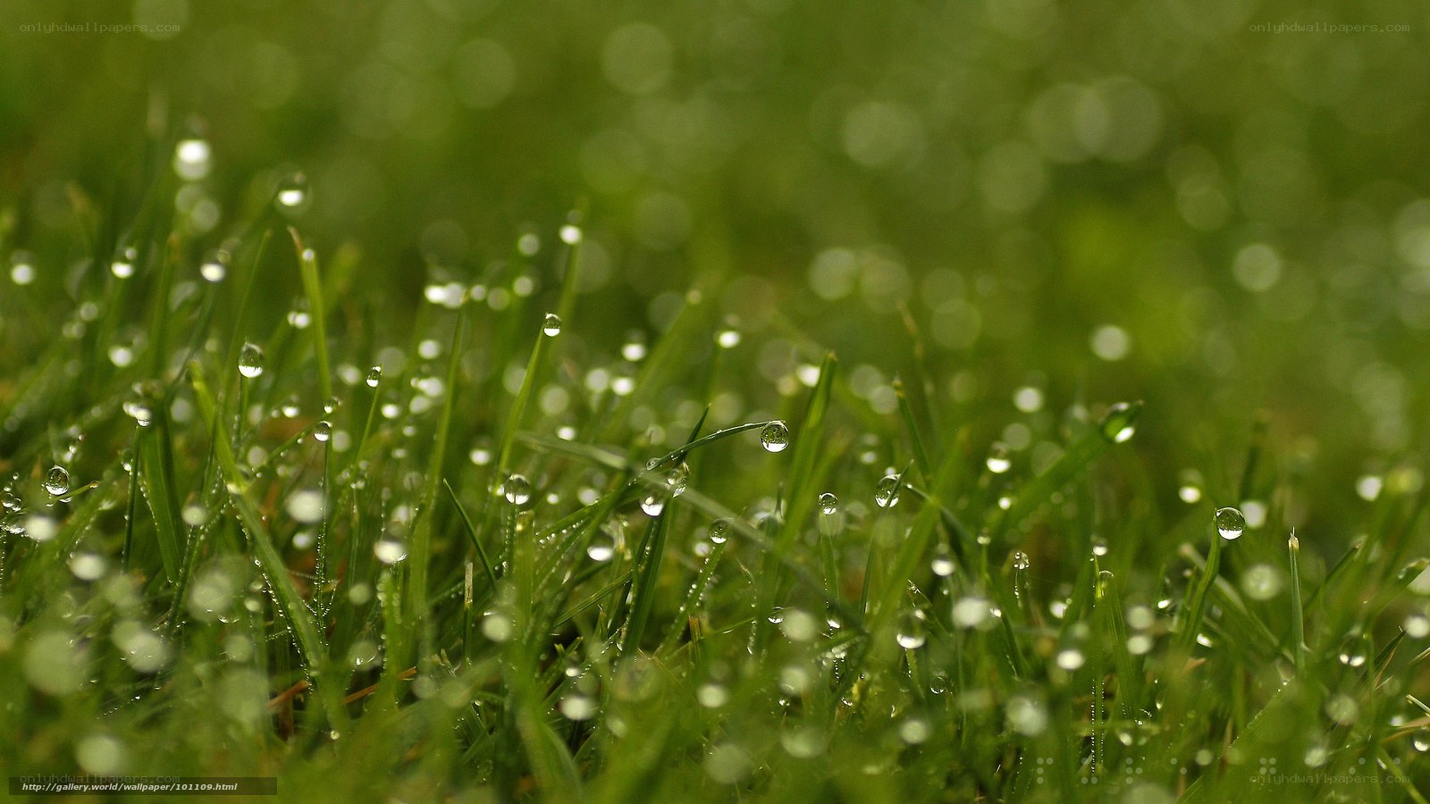 Dew drops on green grass