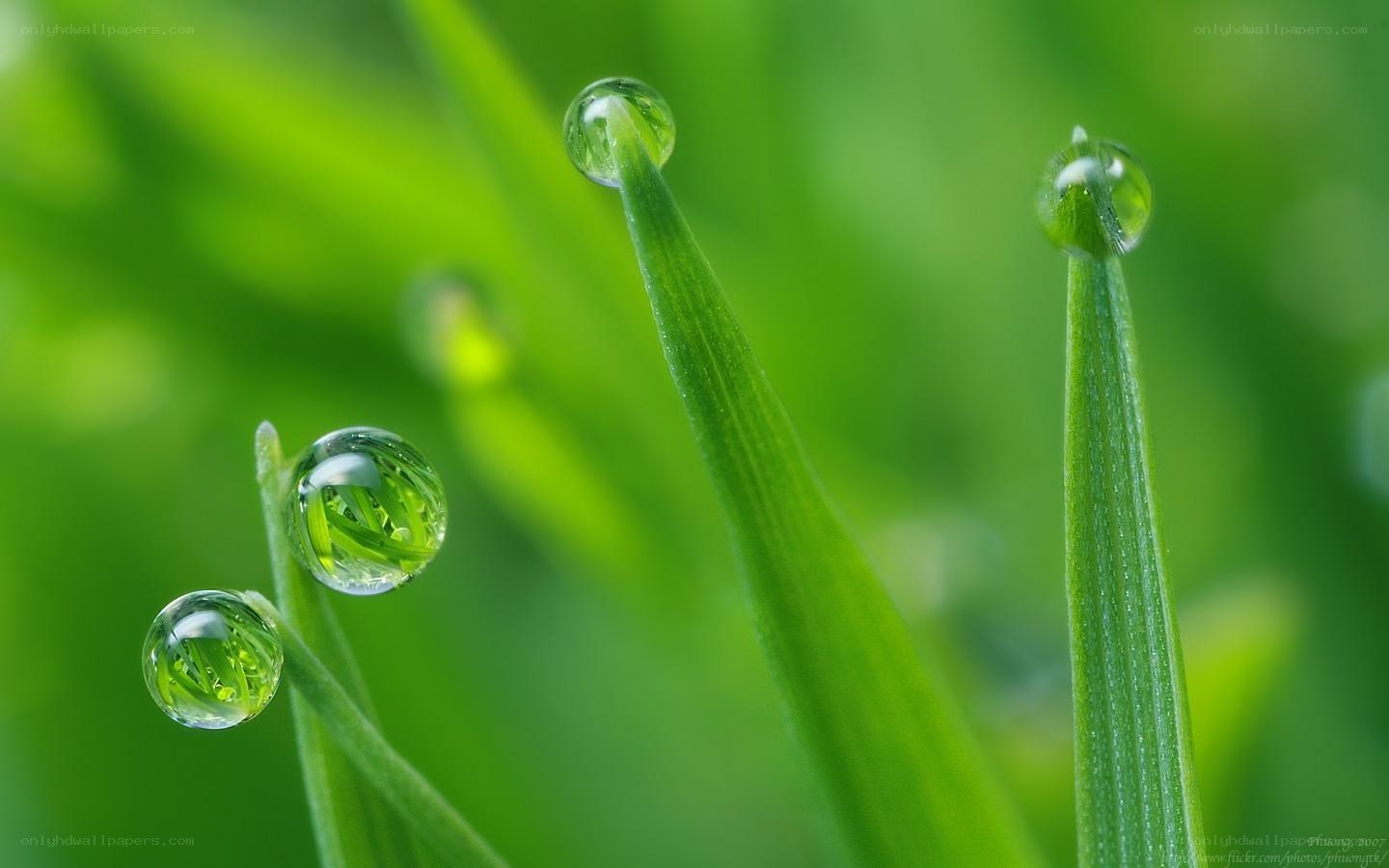 Dew drops on green grass