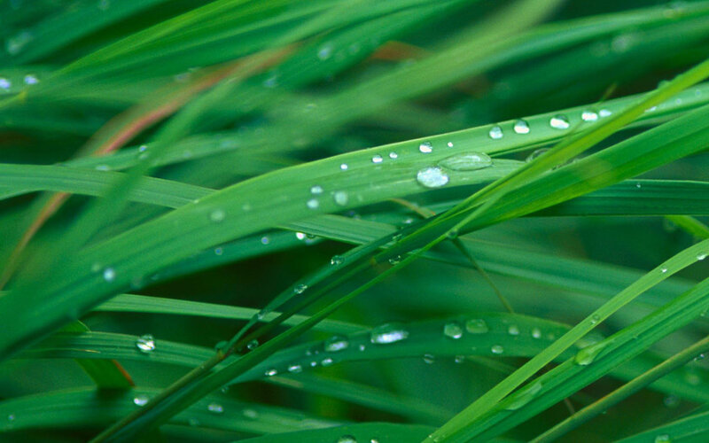 Dew drops on green grass