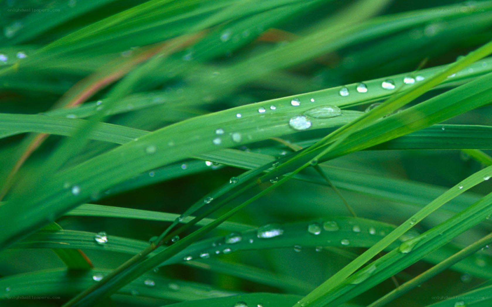 Dew drops on green grass