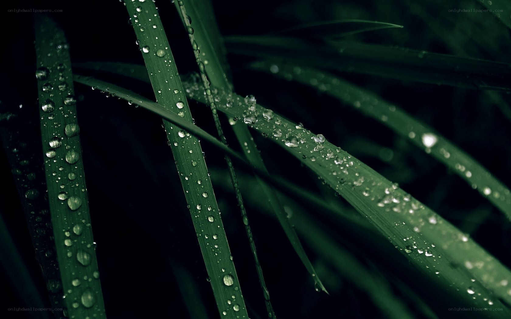 Dew drops on green grass