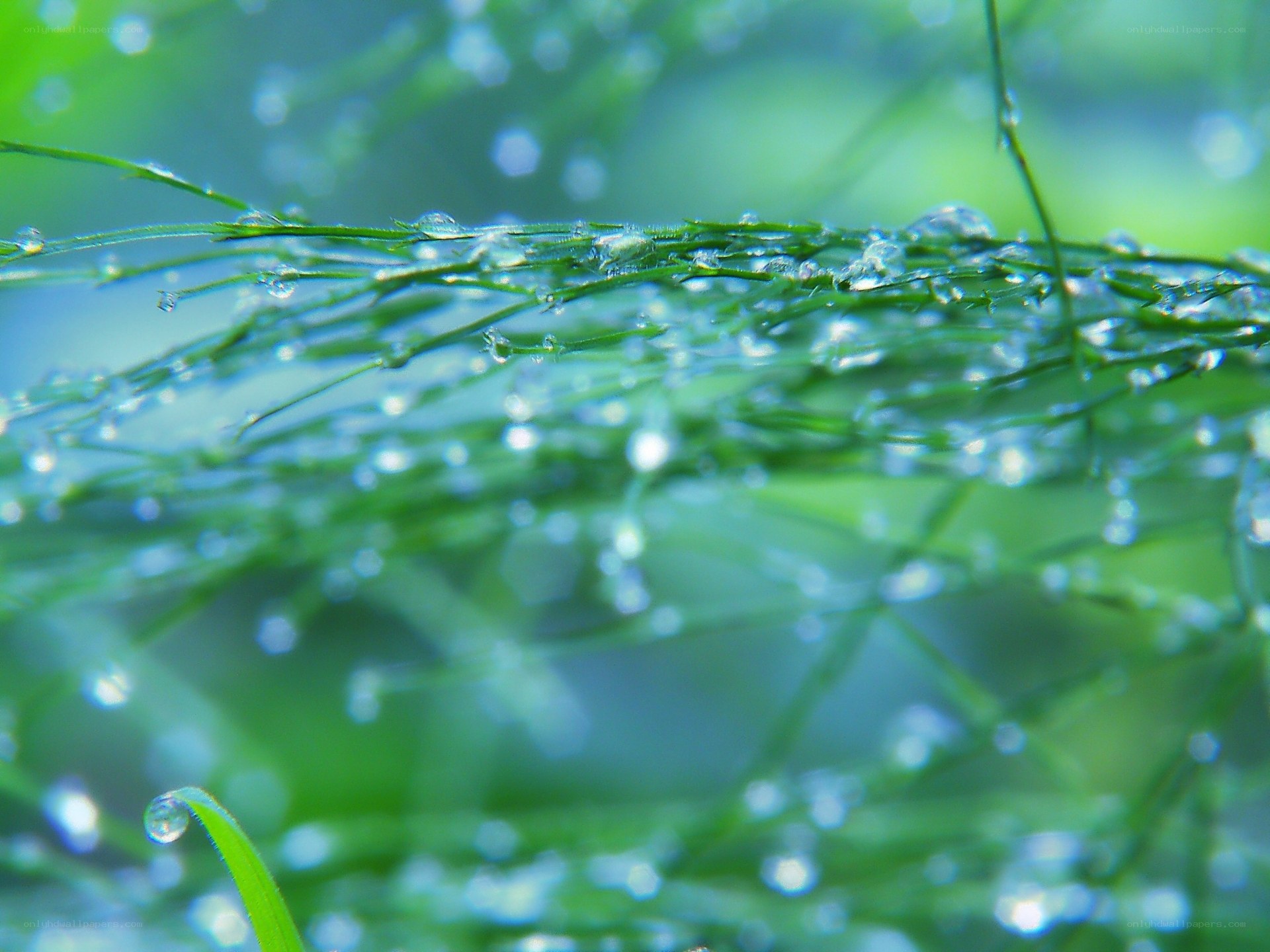 Dew drops on green grass