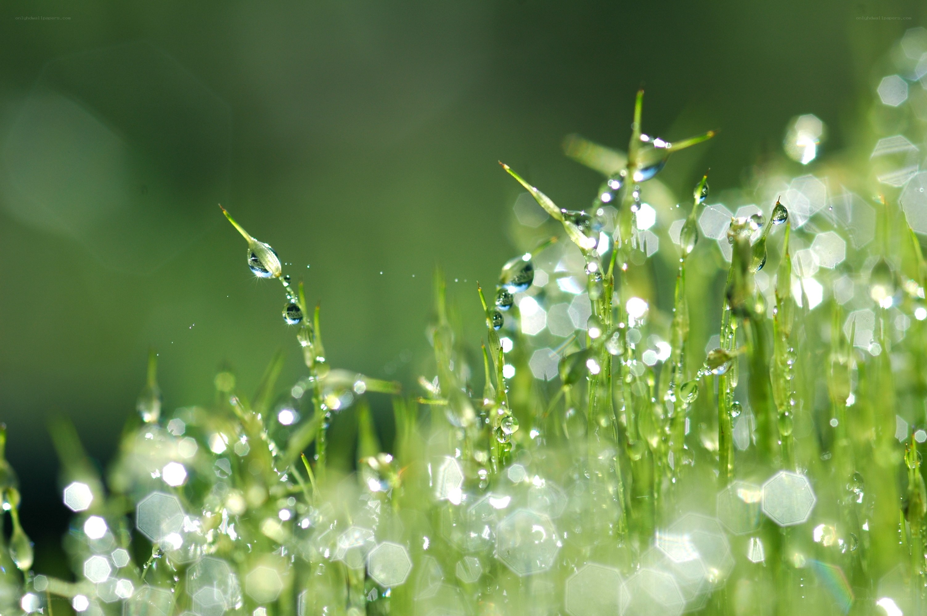 Dew drops on green grass