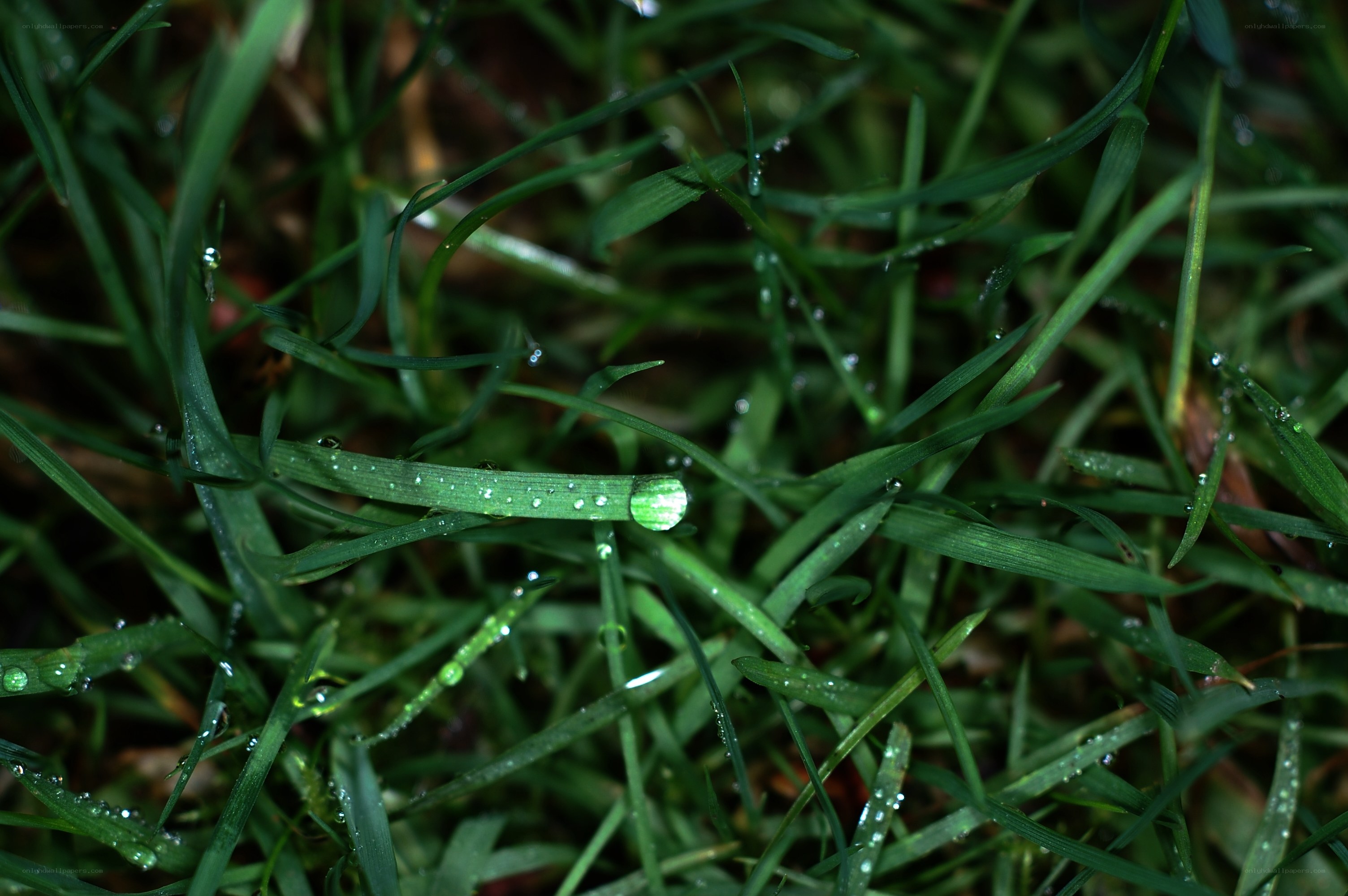 Dew drops on green grass