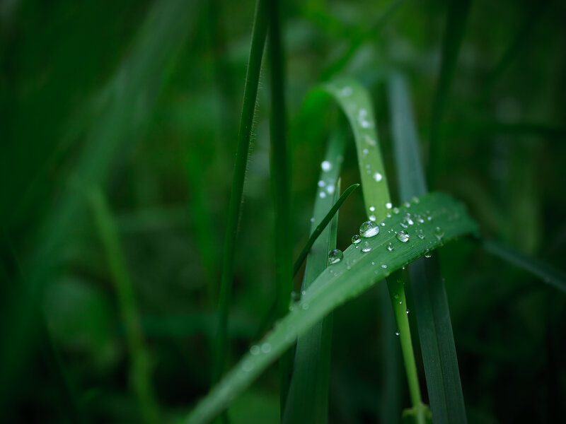 Dew drops on green grass