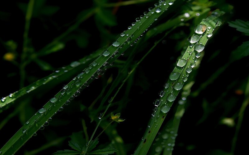 Dew drops on green grass