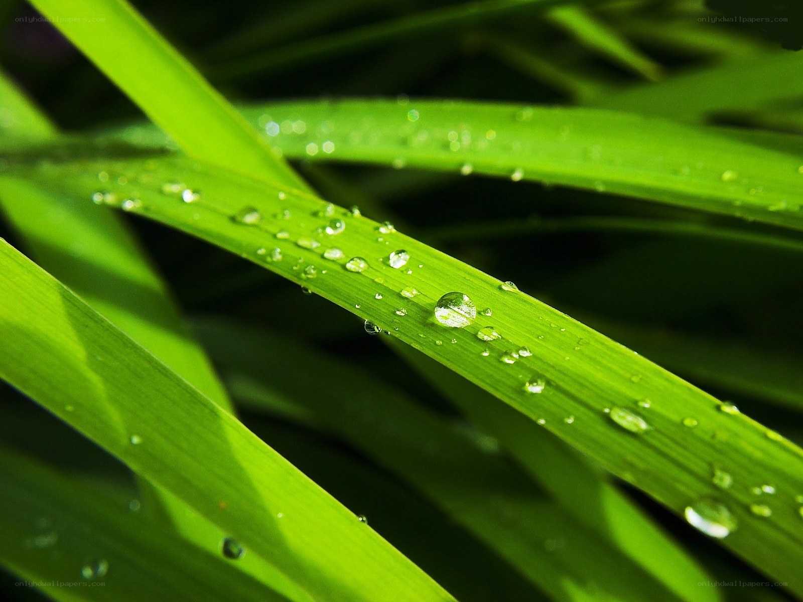 Dew drops on green grass