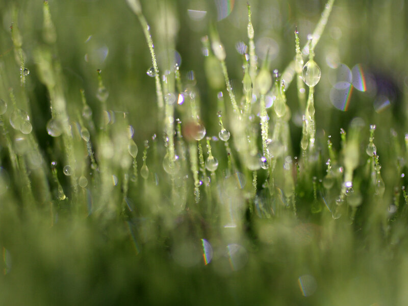Dew drops on green grass