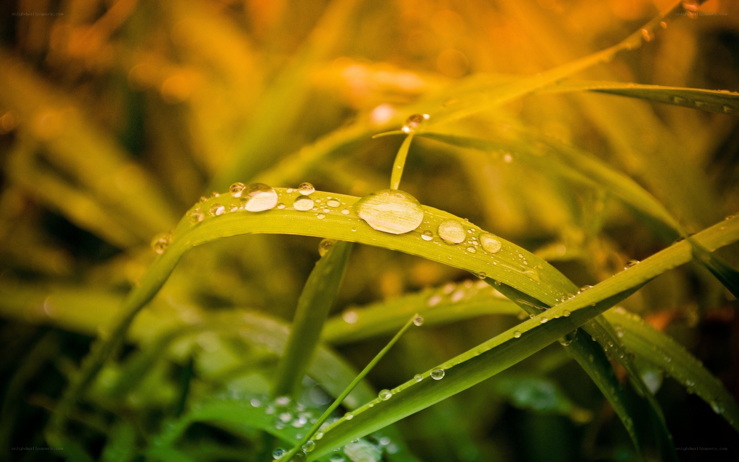 Dew drops on green grass