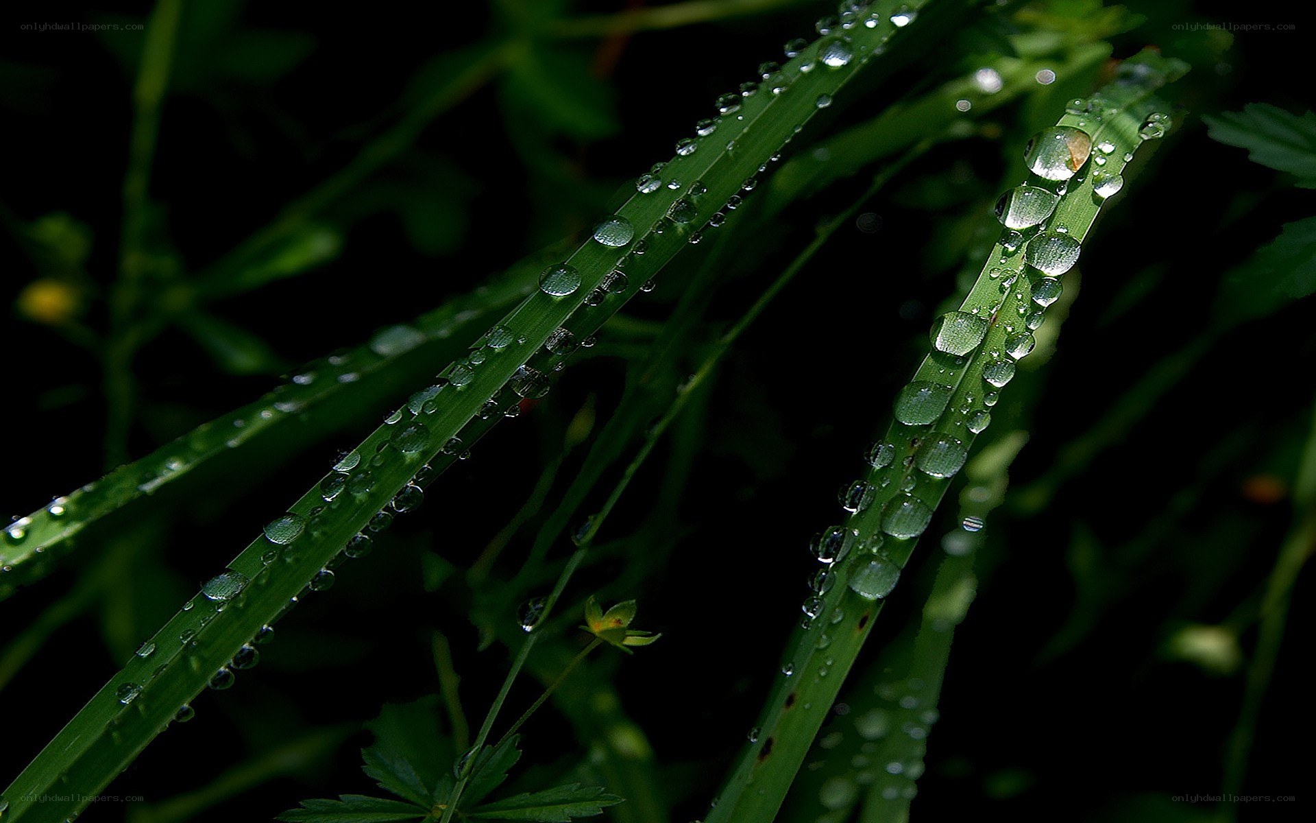 Dew drops on green grass