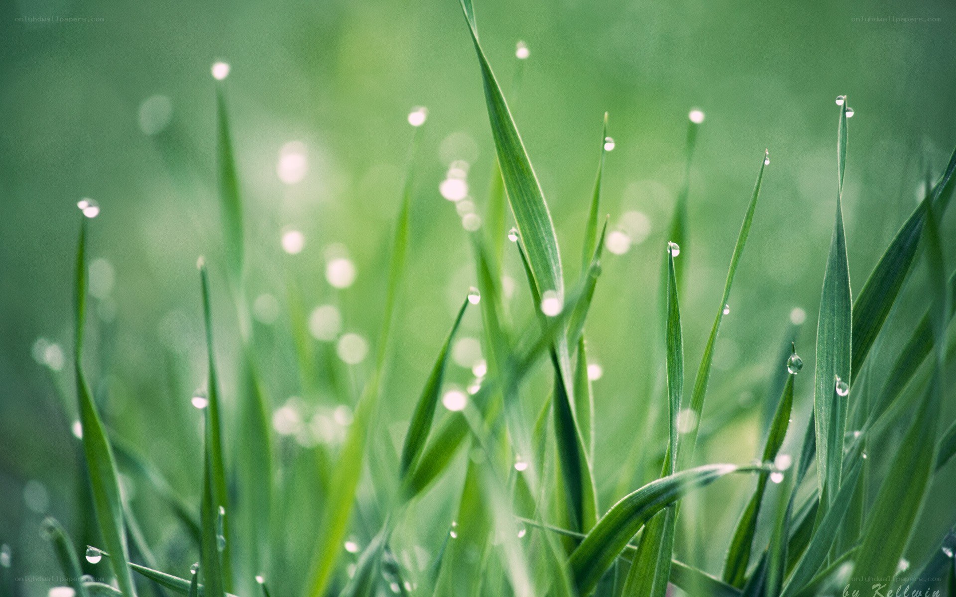 Dew drops on green grass