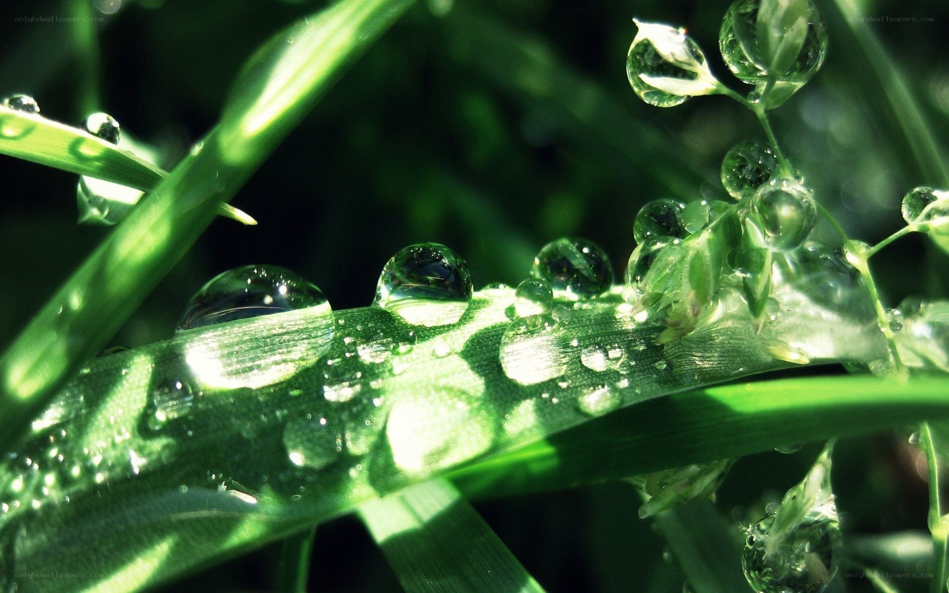 Dew drops on green grass