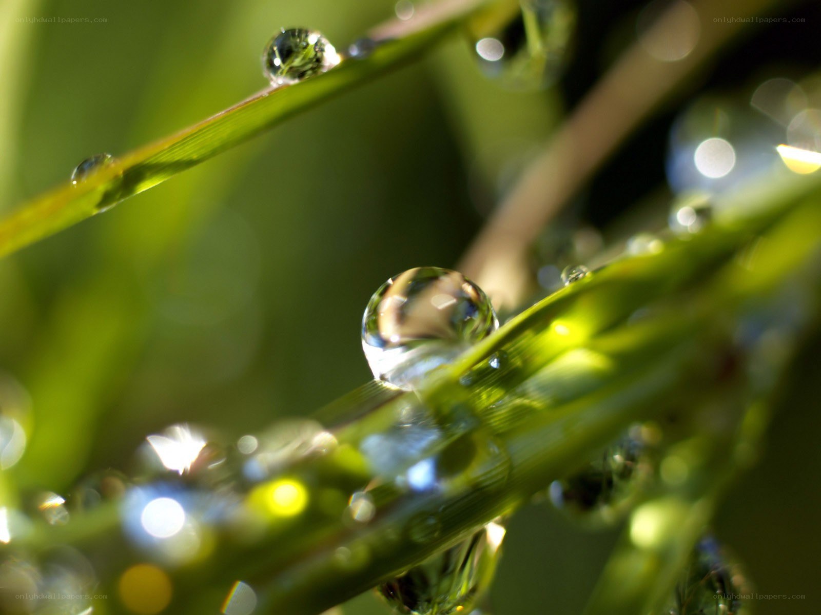 Dew drops on green grass