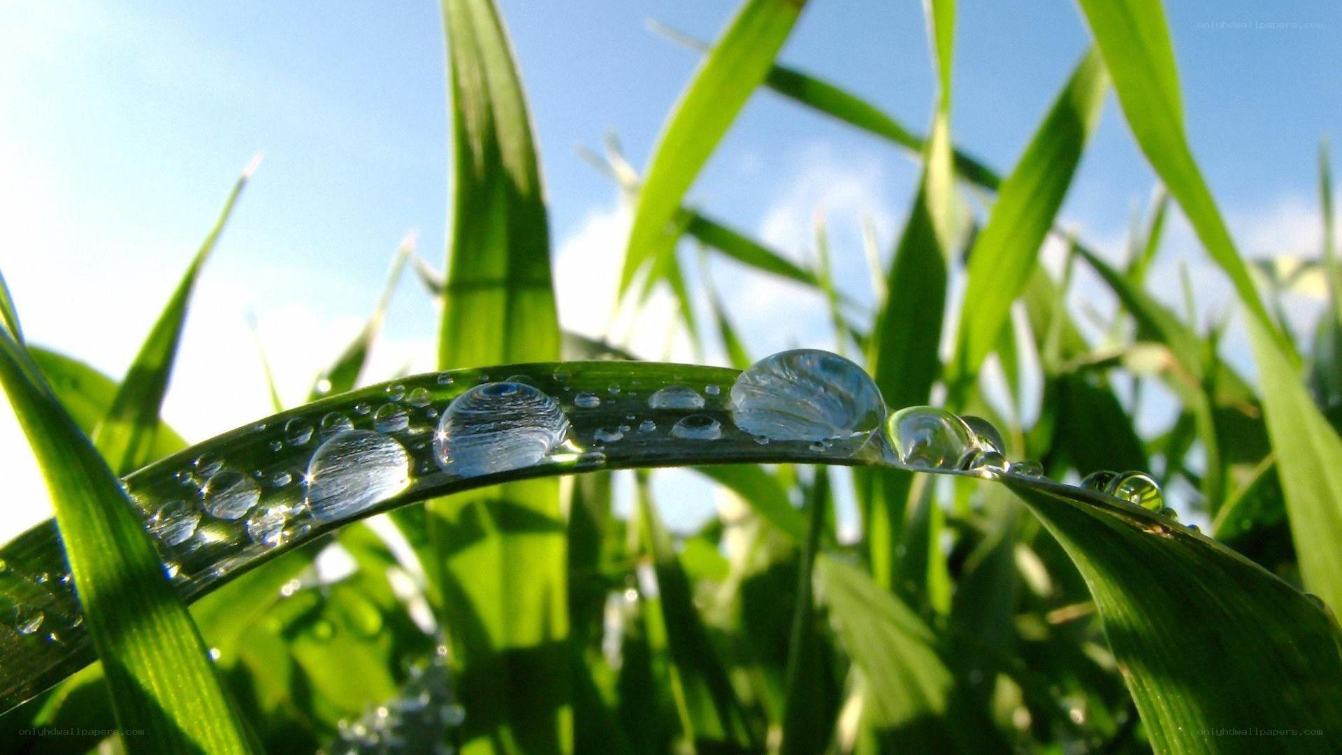 Dew drops on green grass