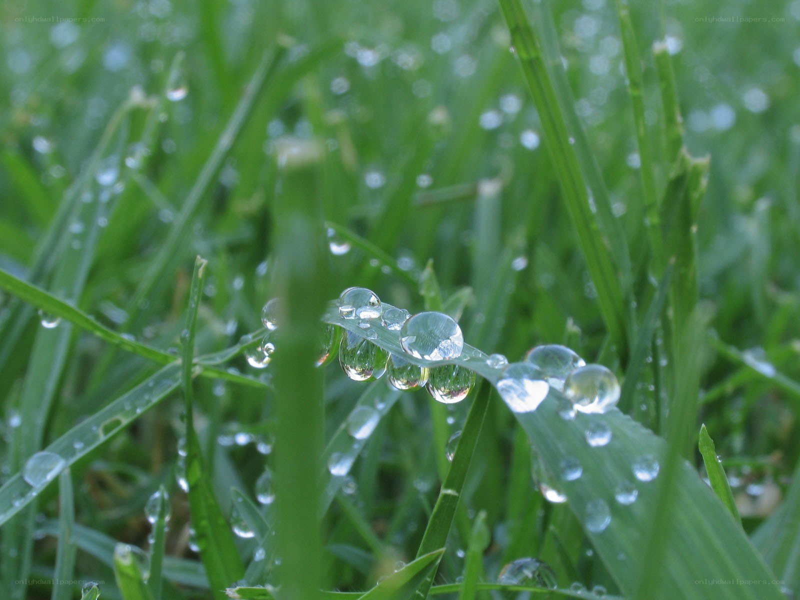 Dew drops on green grass