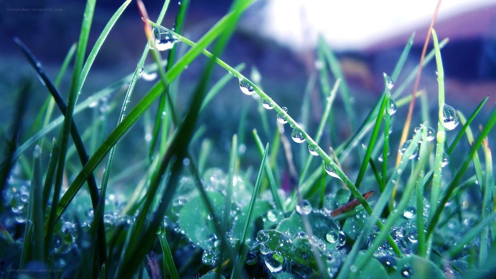 Dew drops on green grass