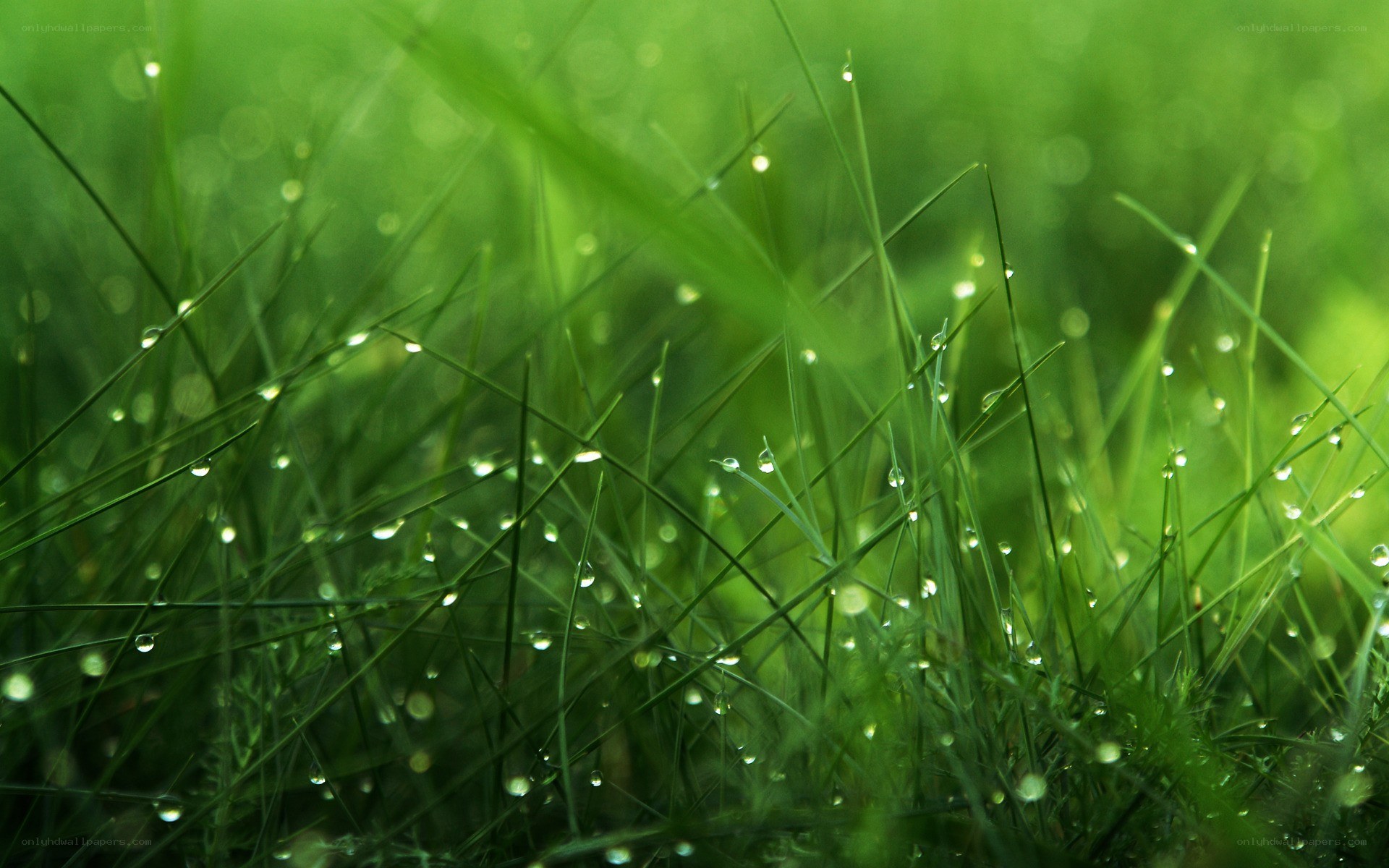 Dew drops on green grass