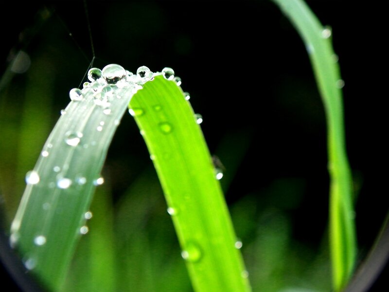 Dew drops on green grass