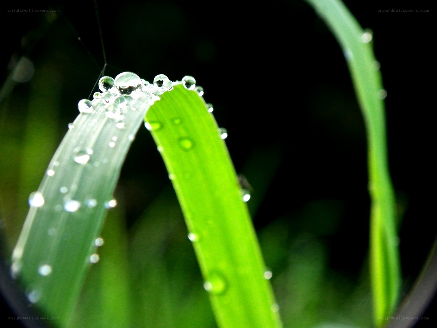 Dew drops on green grass