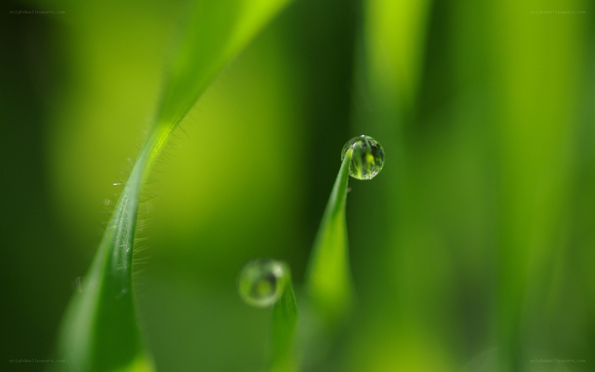 Dew drops on green grass