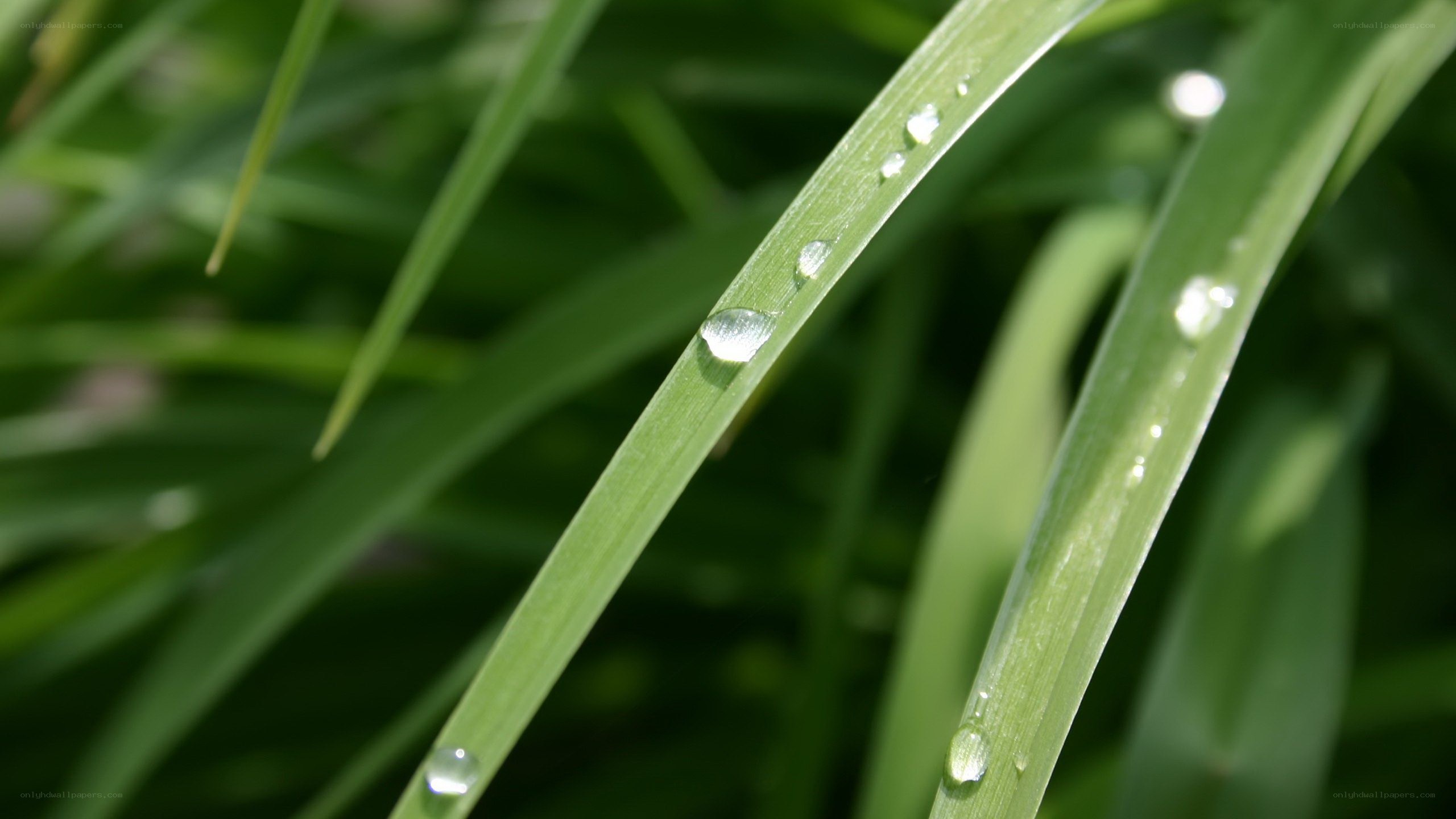 Dew drops on green grass