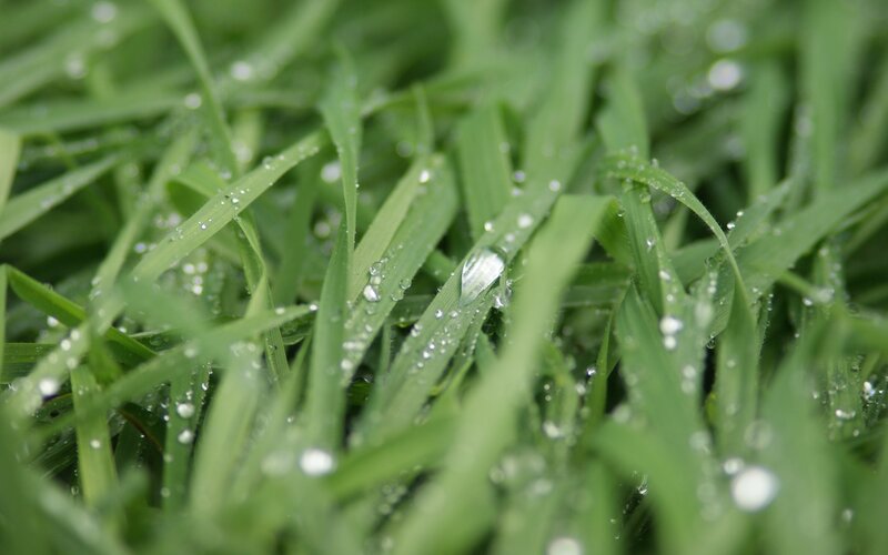 Dew drops on green grass