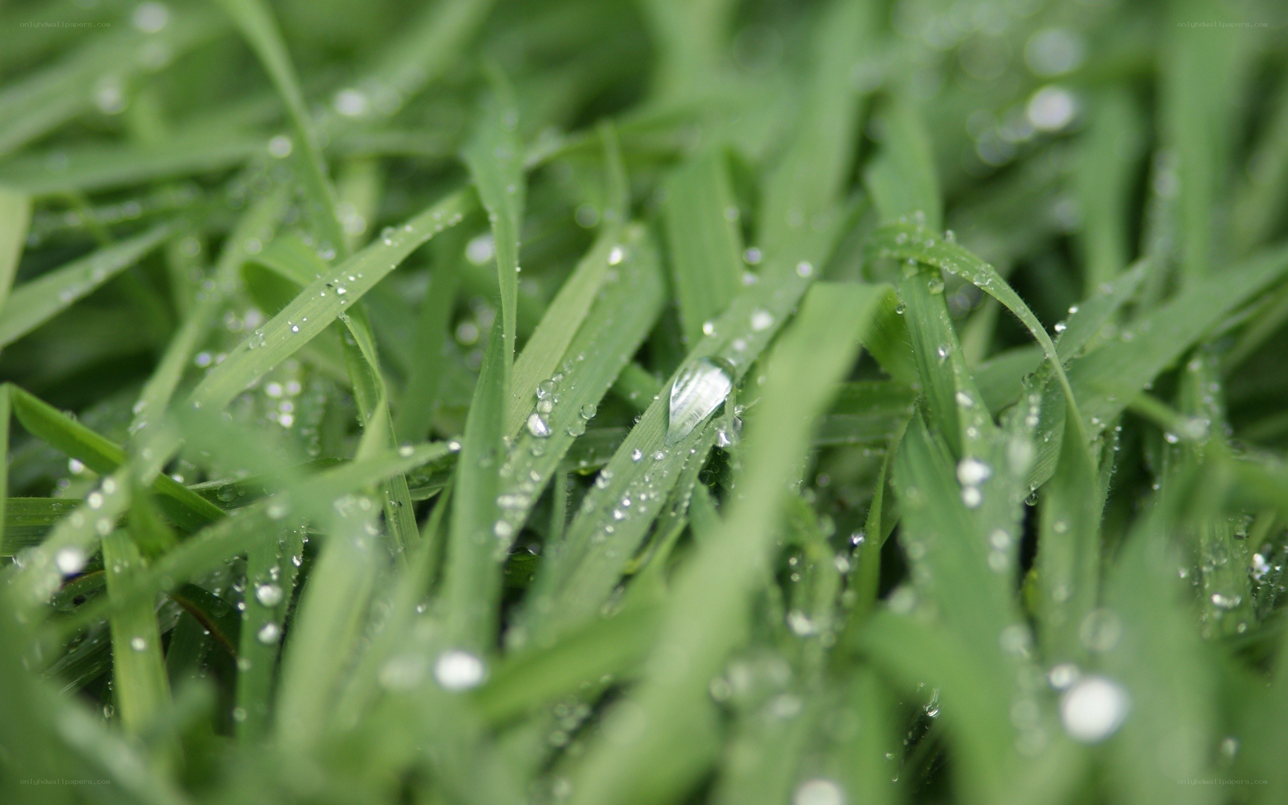 Dew drops on green grass
