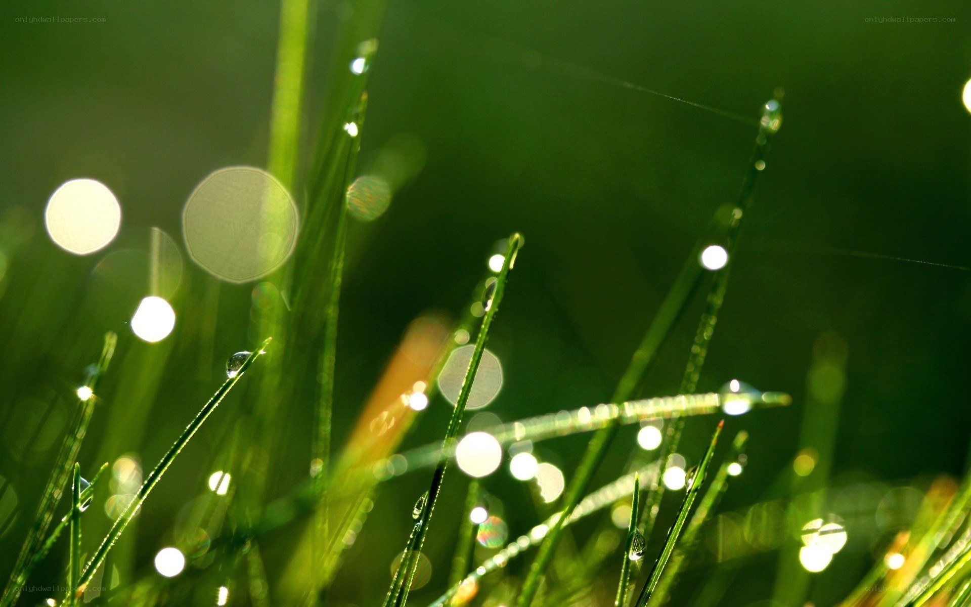 Dew drops on green grass