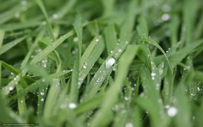 Dew drops on green grass