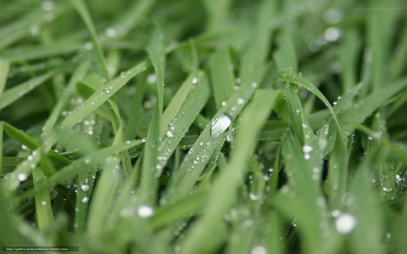 Dew drops on green grass