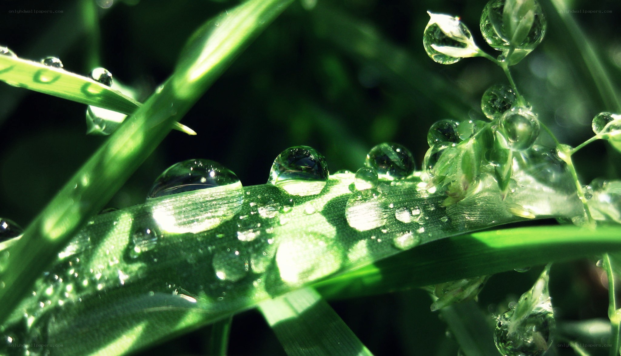 Dew drops on green grass
